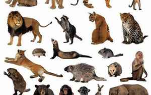 世界上有多少种动物(动物种类名称)