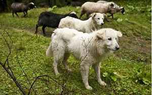 羊和狗(羊和狗相配婚姻如何)