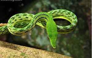 梦见绿色的蛇是什么预兆(梦见绿蛇是什么预兆)