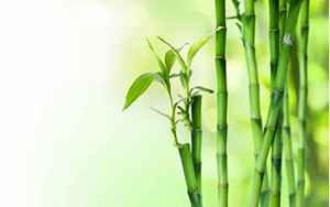 竹子水的功效与作用(竹子泡水的功效有哪些)