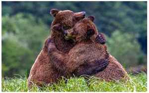 熊抱是怎么个抱法(什么是熊抱姿势)