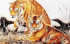 虎和虎相配婚姻如何(虎与虎的婚姻如何)