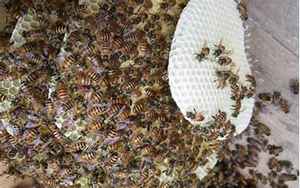 梦见蜜蜂窝和很多蜜蜂(梦见蜜蜂窝和很多蜜蜂代表什么意思)