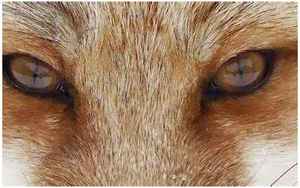 狐狸的眼睛(狐狸眼是什么样的眼形)