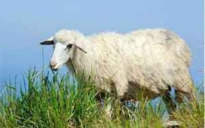 2022年羊人运程1967(67年55岁生肖羊2022)