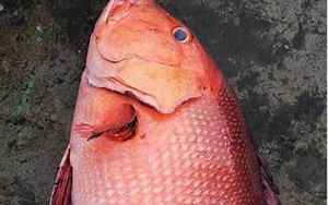 红鳍笛鲷(每天认识一种鱼)