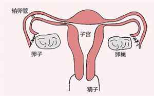 输卵管自测9种方法(小手指就能自查通畅情况)