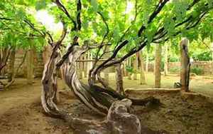 葡萄树(每年结果14000斤)