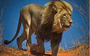 史上最厉害的十大雄狮(世界上最凶猛的狮子是什么狮子)